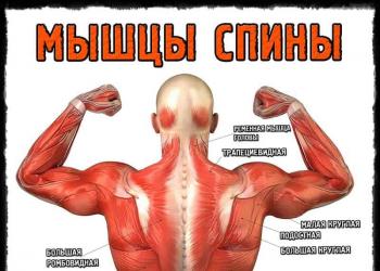 Эффективная тренировка спины